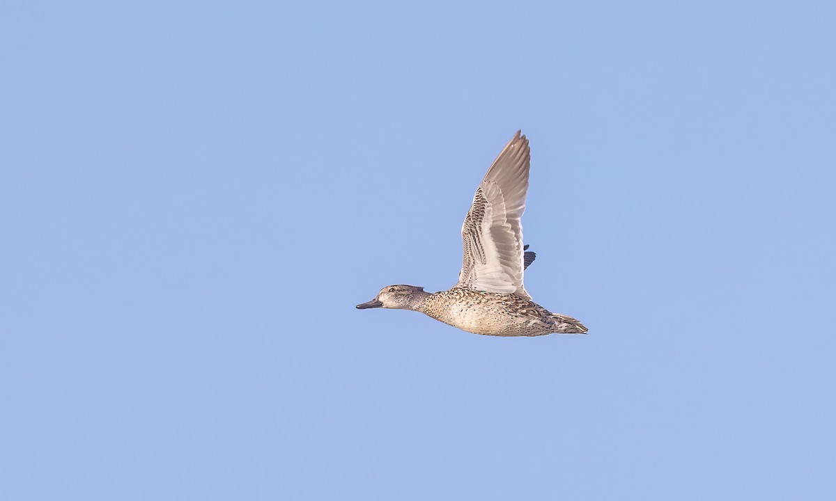 čírka obecná (ssp. carolinensis) - ML516973661