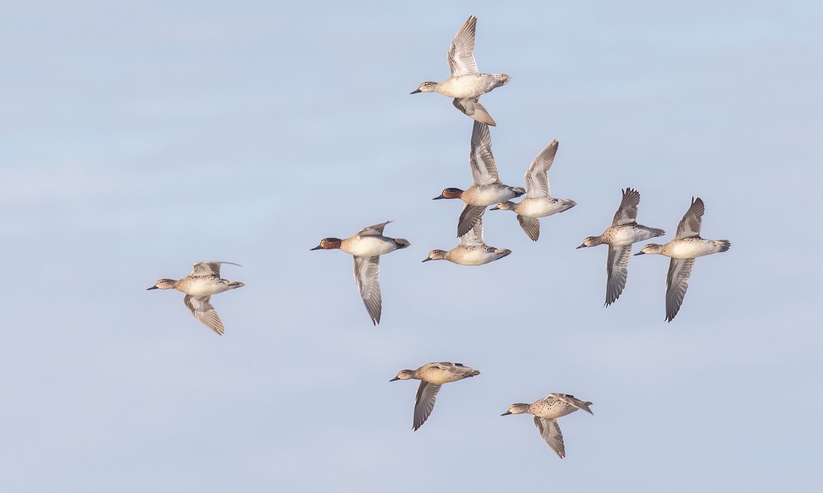 Green-winged Teal (American) - ML516973701