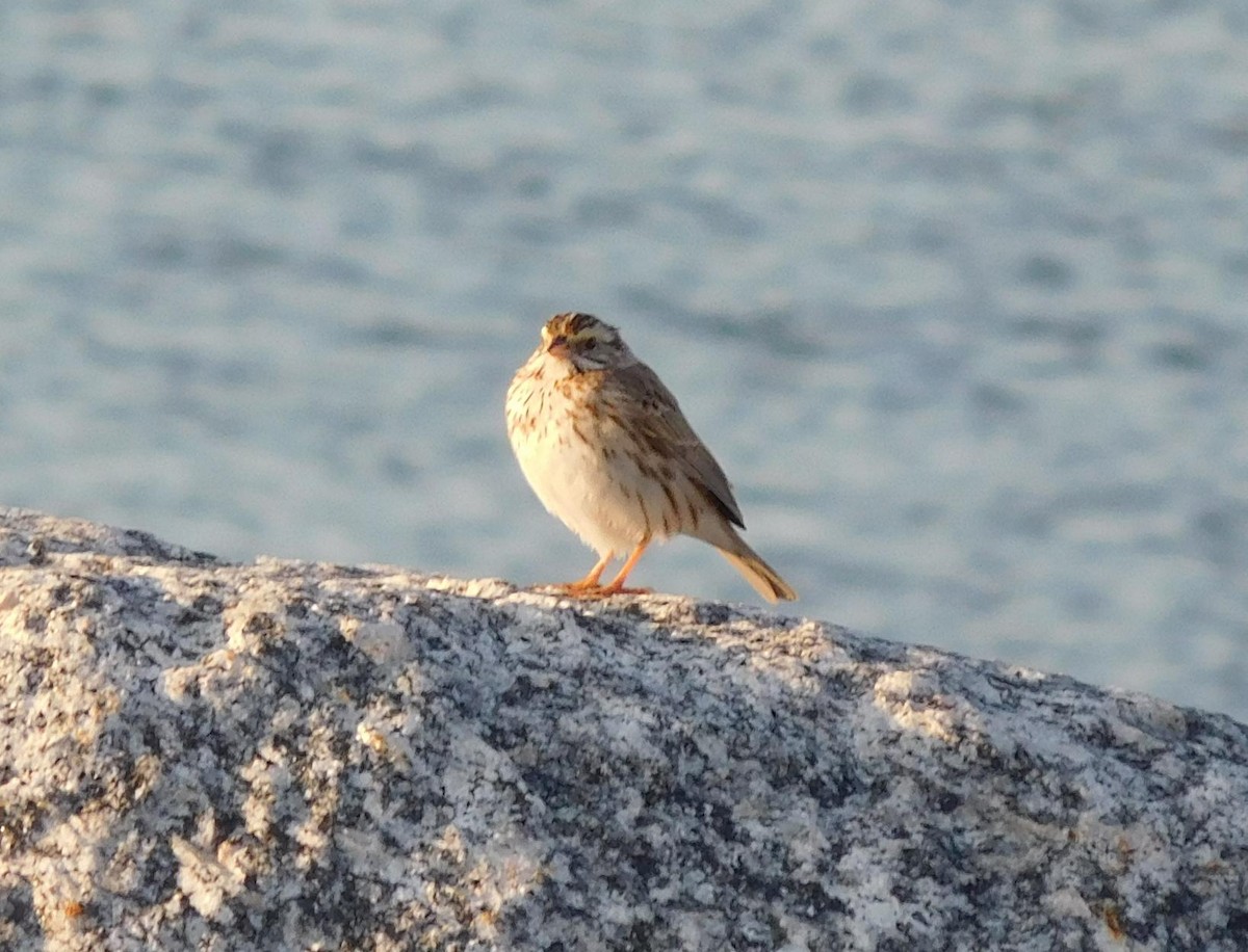 Savannah Sparrow - ML51697481