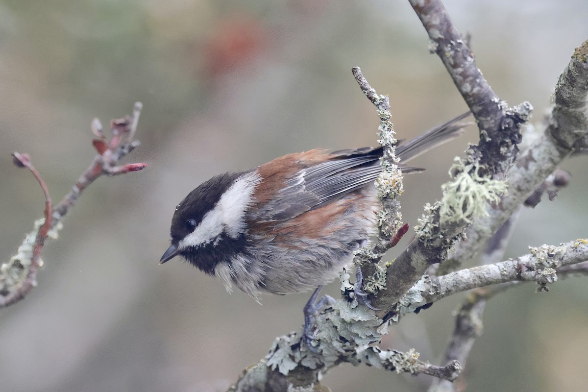 Mésange à dos marron - ML516975971