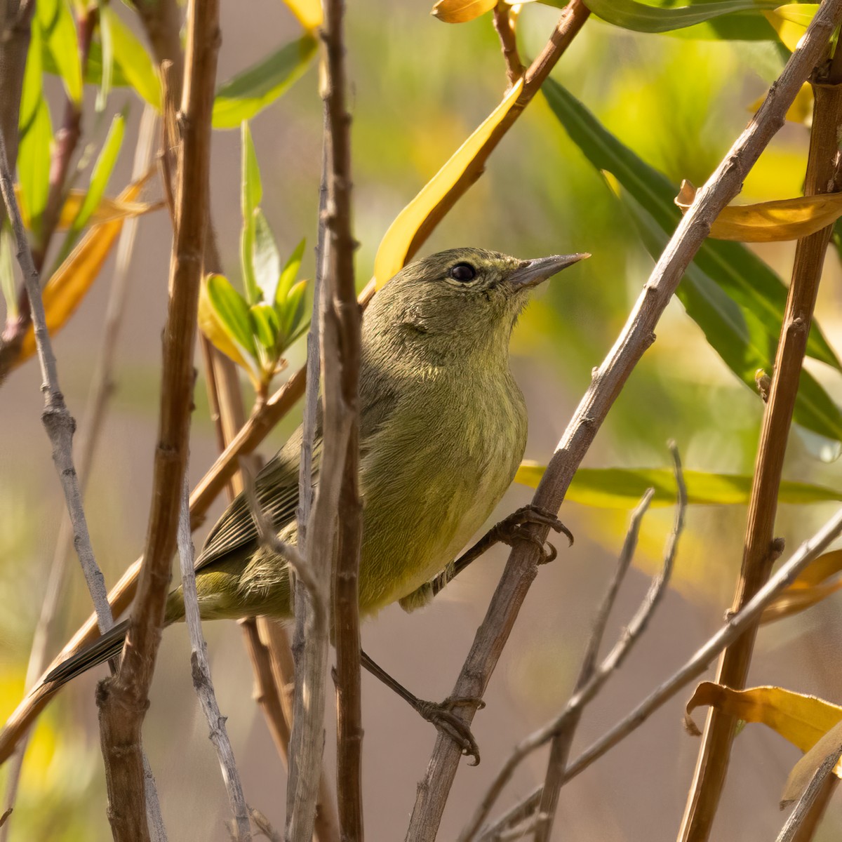 Orange-crowned Warbler - ML516976231