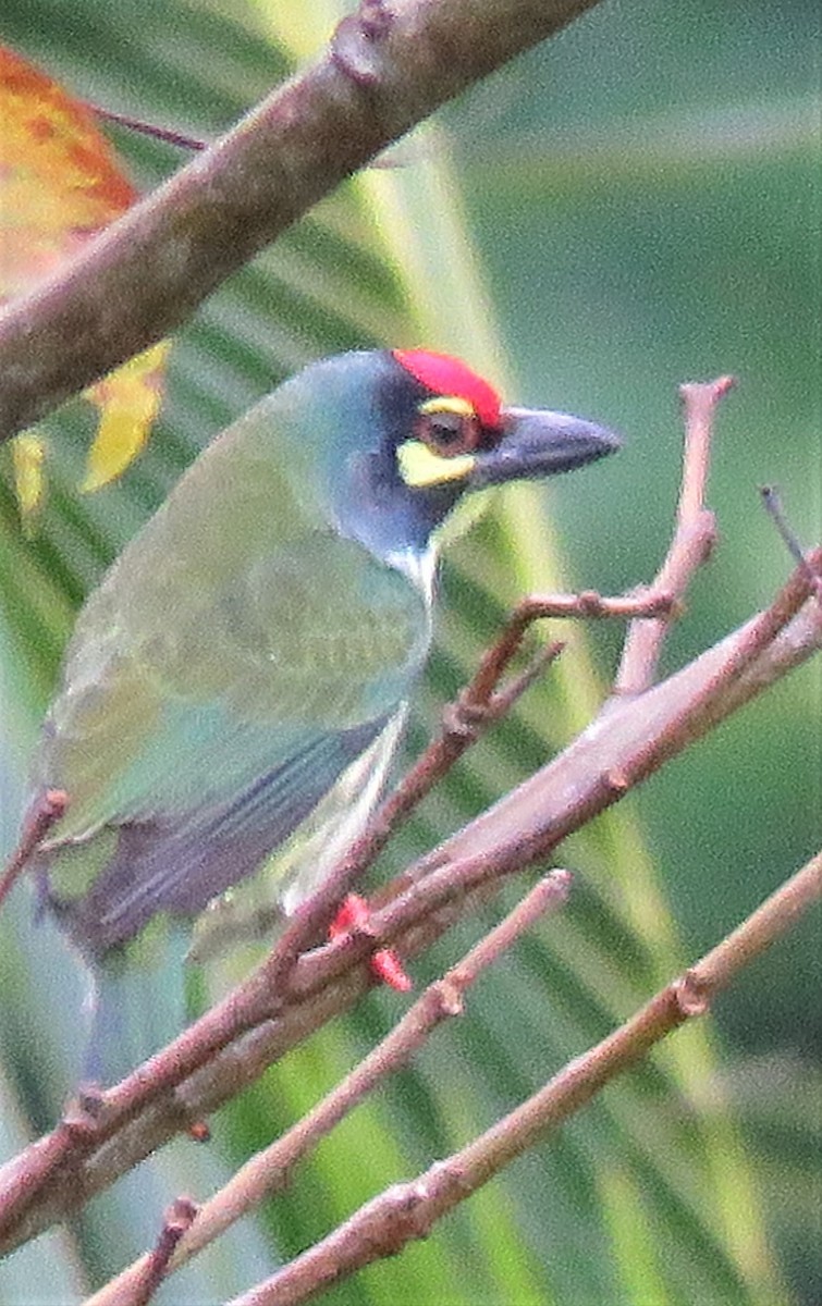 Coppersmith Barbet - ML516978011