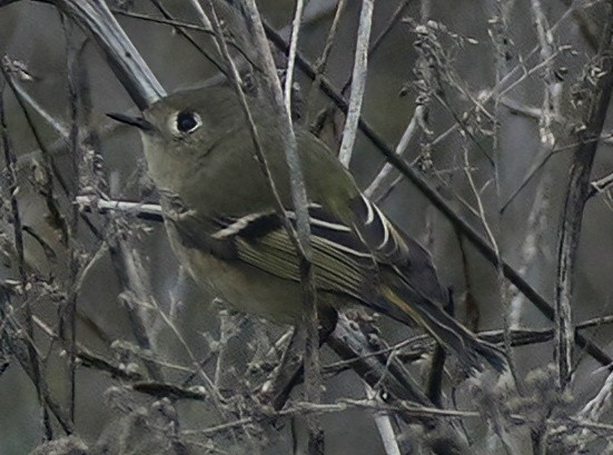 Ruby-crowned Kinglet - Victoria Brown