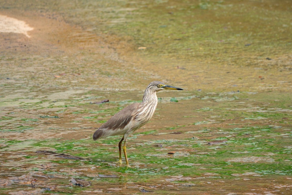 pond-heron sp. - ML516978631