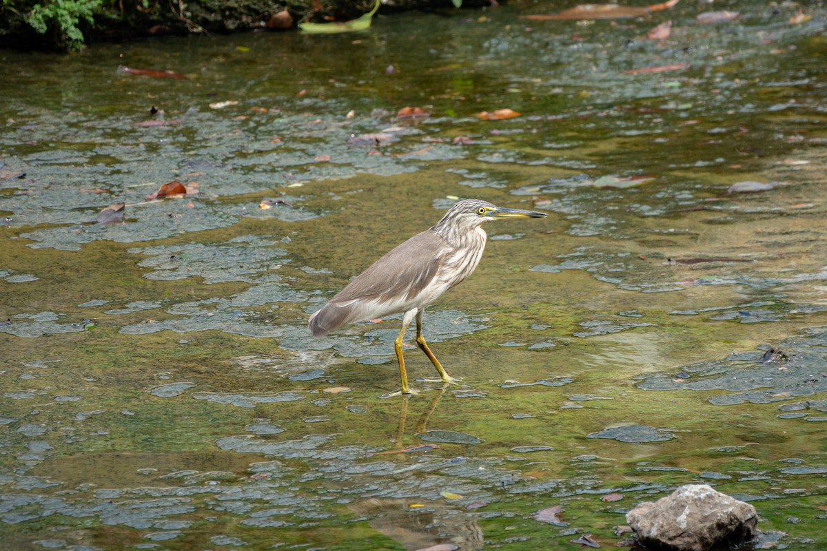 pond-heron sp. - ML516978641