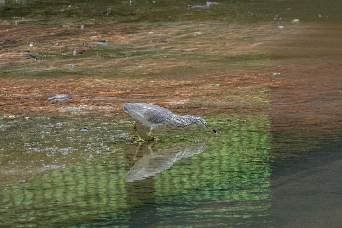 pond-heron sp. - ML516978711