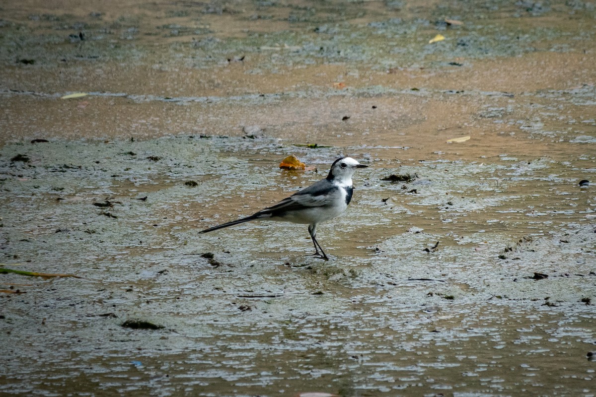 White Wagtail - ML516978971