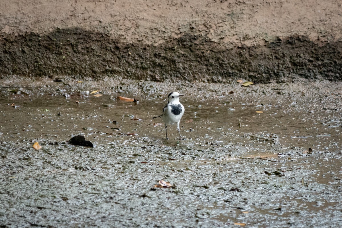 White Wagtail - ML516978981