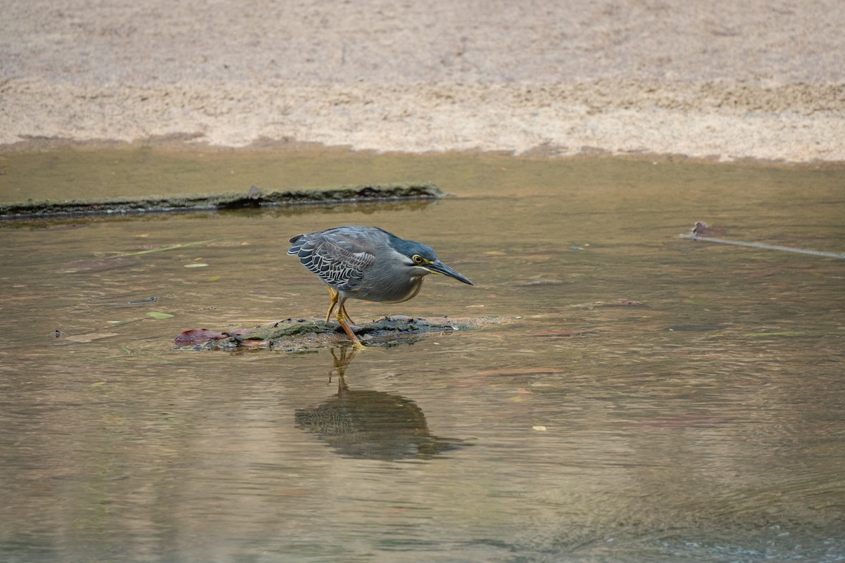 Striated Heron - ML516979211