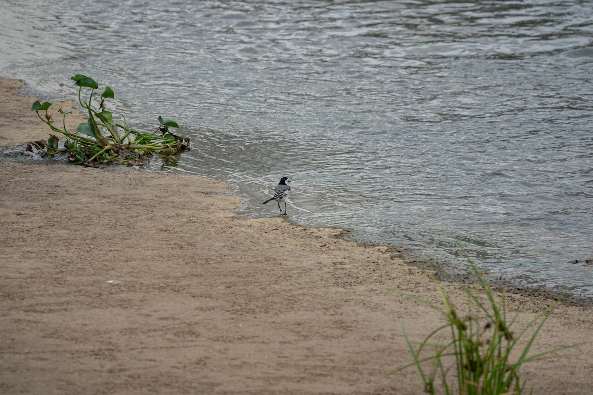 White Wagtail - ML516979251