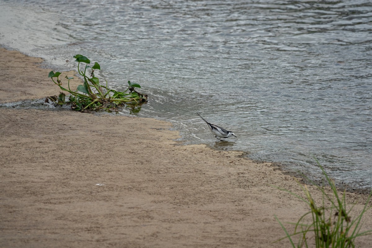 White Wagtail - ML516979261