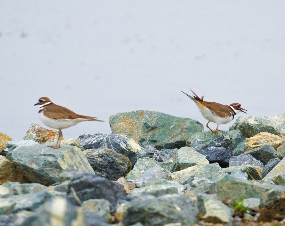 Killdeer - John Reynolds