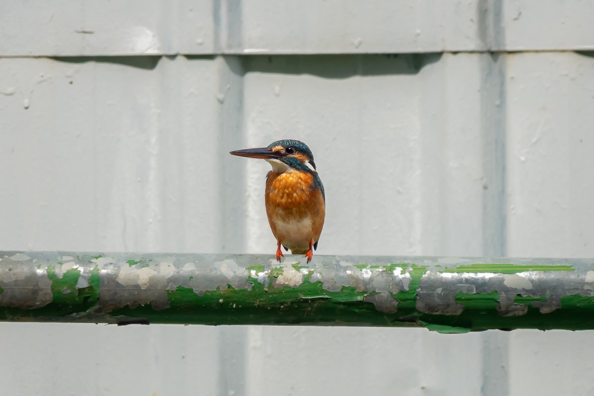 Common Kingfisher - ML516979331