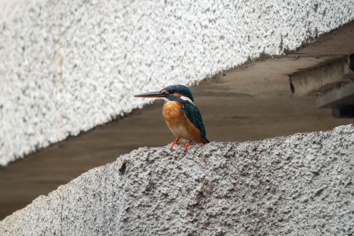 Common Kingfisher - ML516979341