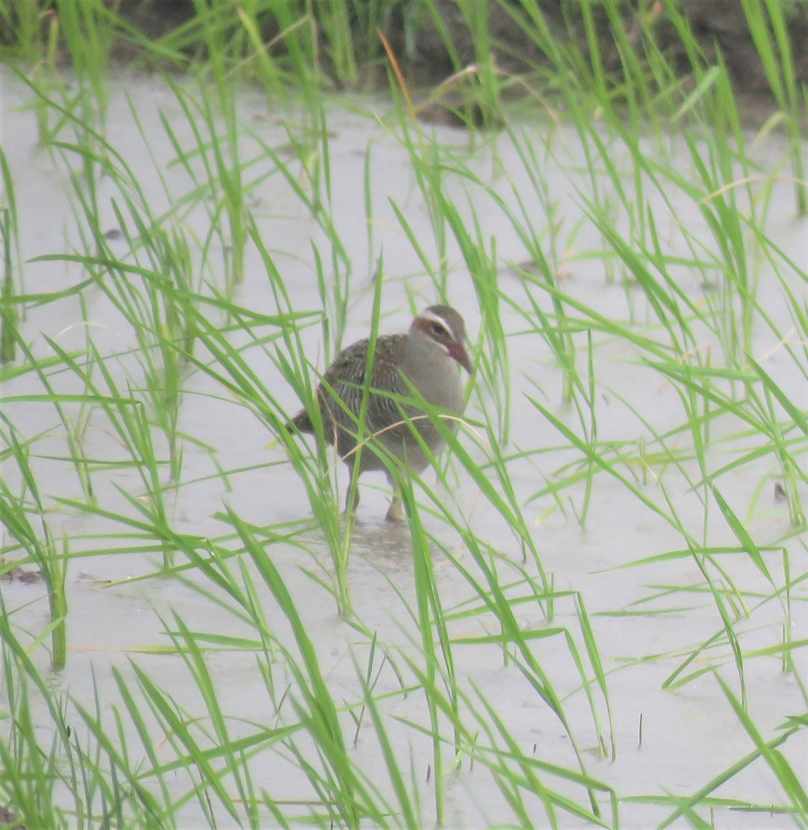 Buff-banded Rail - ML516980291