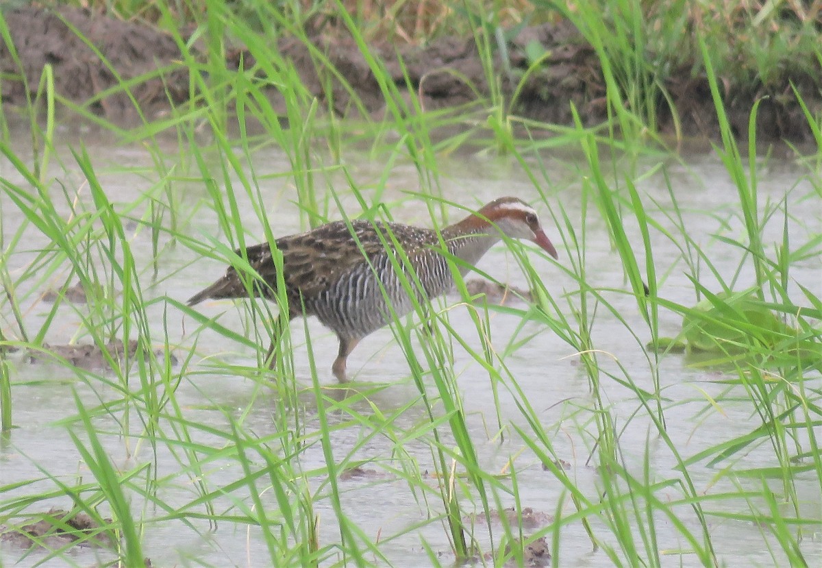 Buff-banded Rail - ML516980301