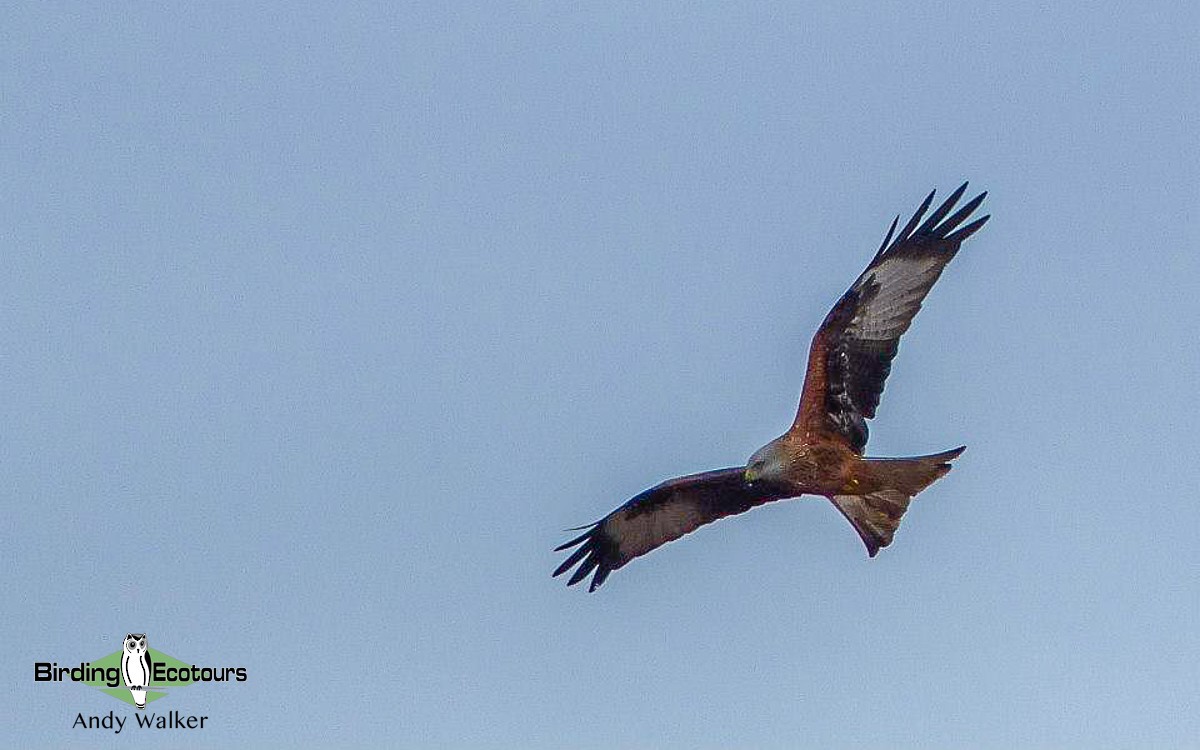 Red Kite - Andy Walker - Birding Ecotours