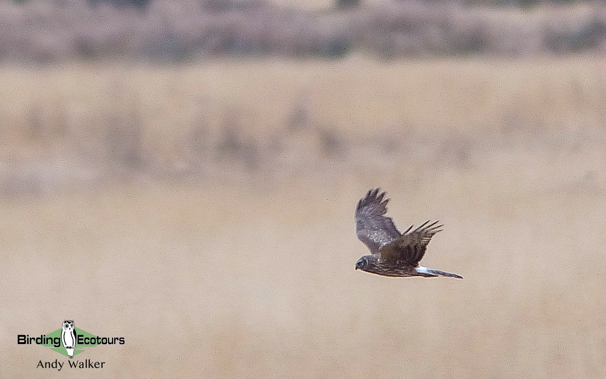 Hen Harrier - ML516983371