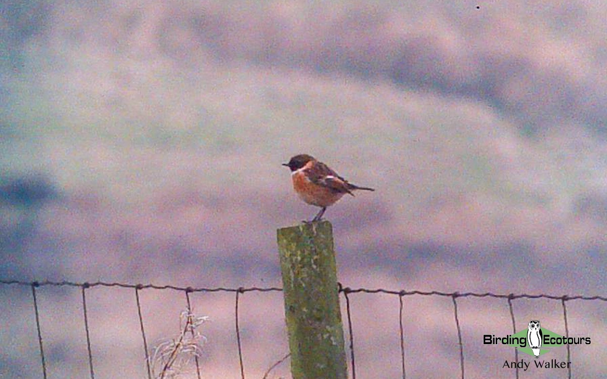 European Stonechat - ML516983451