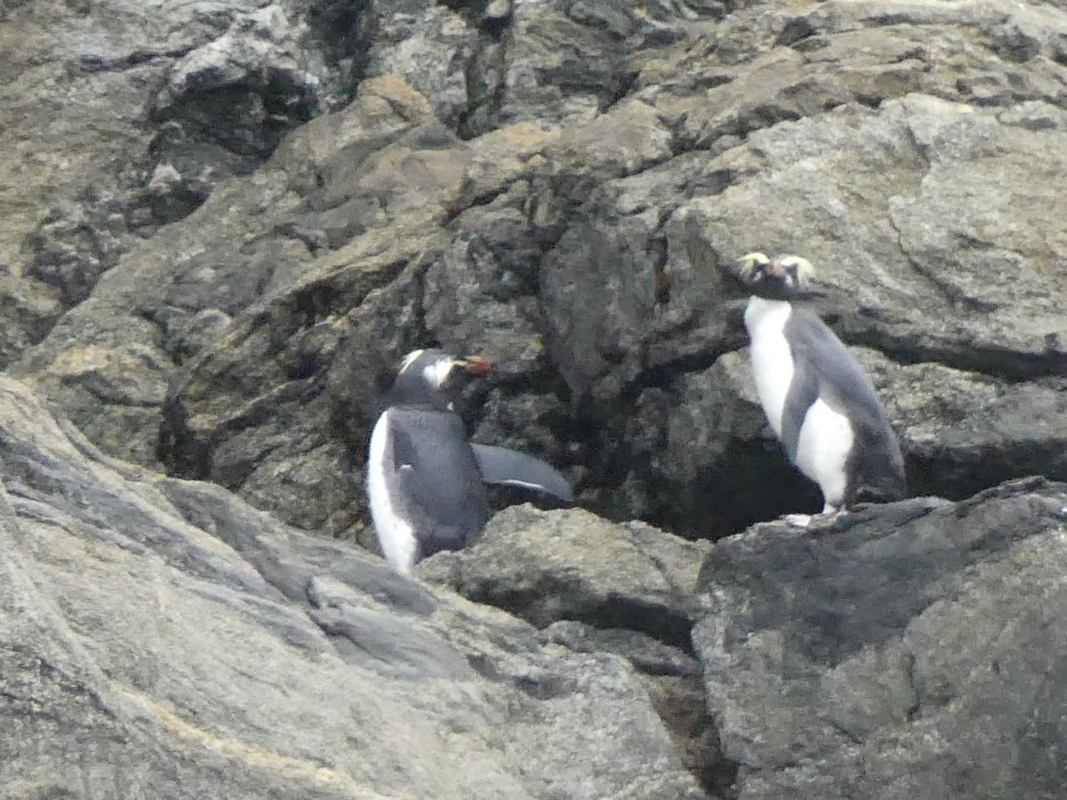Fiordland Penguin - Ellen Evans
