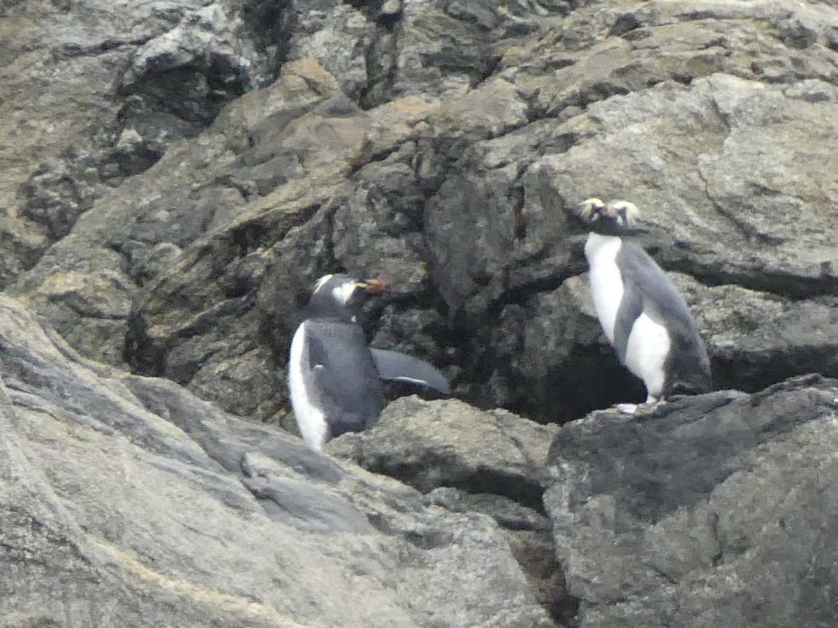 Fiordland Penguin - ML516983501