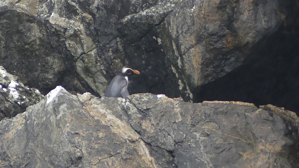 Fiordland Penguin - Ellen Evans