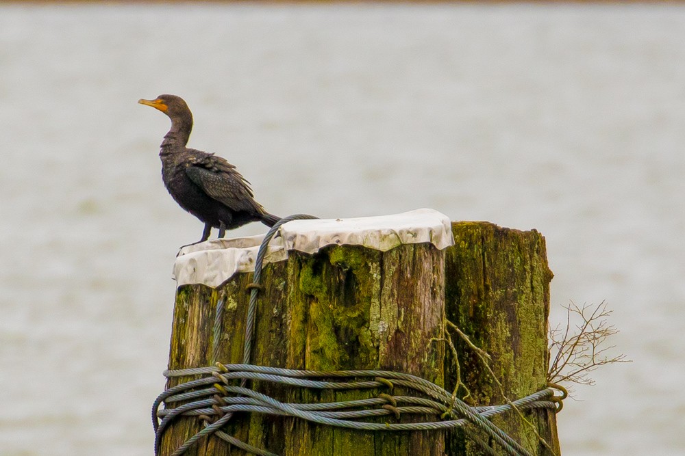 Double-crested Cormorant - ML51698461