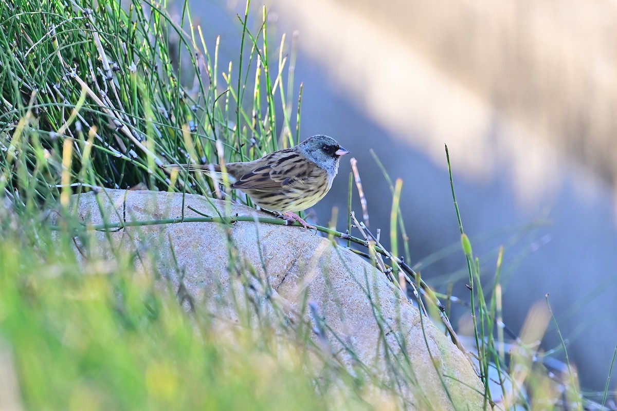 Black-faced Bunting - ML516985041