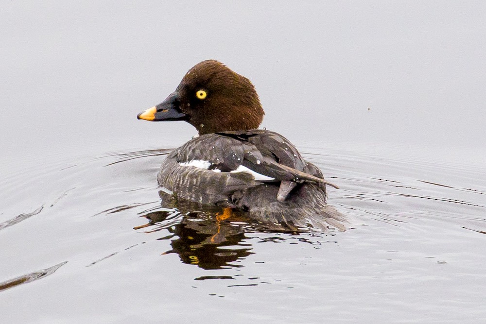 Common Goldeneye - John Reynolds