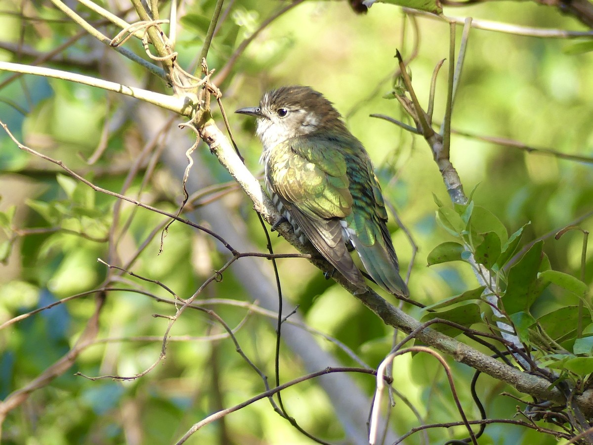 Cuclillo Broncíneo - ML516986131