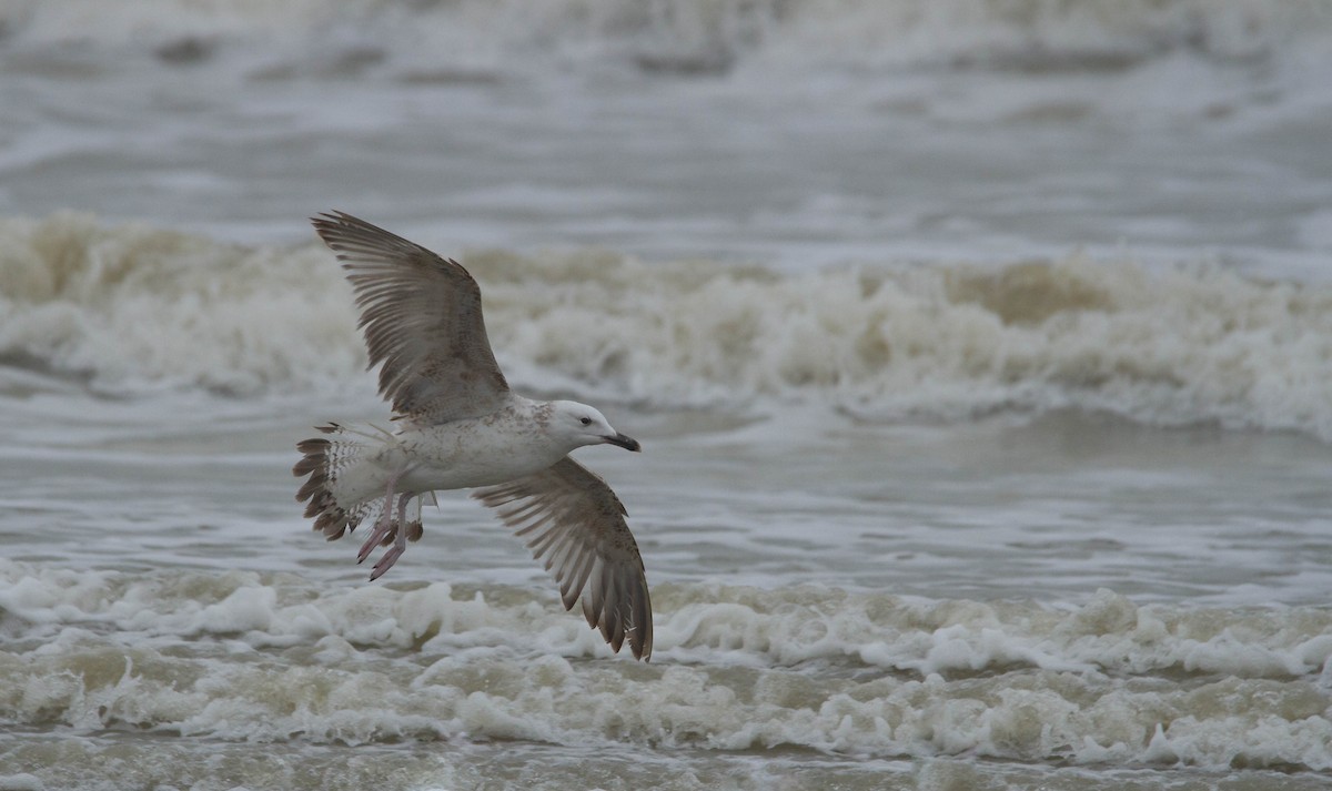 Caspian Gull - ML516986401