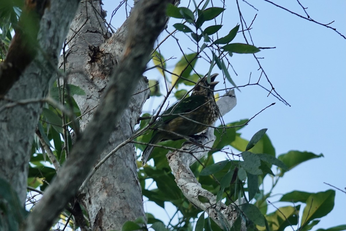 Black-eared Catbird - ML516986531