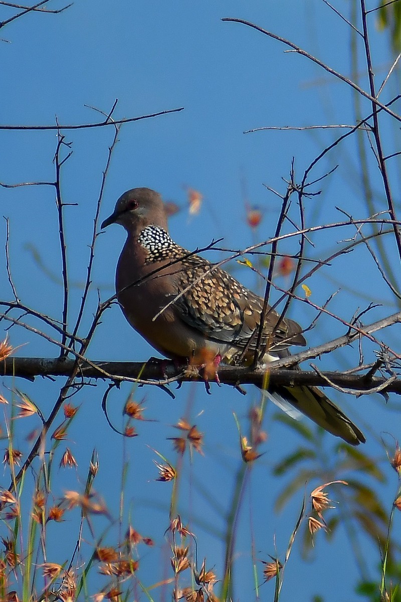 Spotted Dove - ML516987071