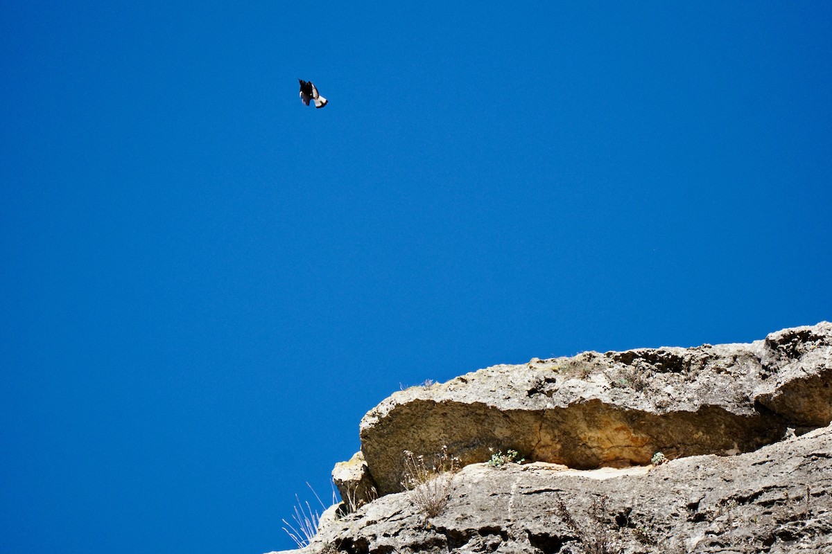 סלעית שחורה - ML516987481