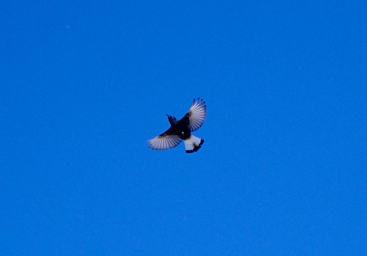 סלעית שחורה - ML516987501