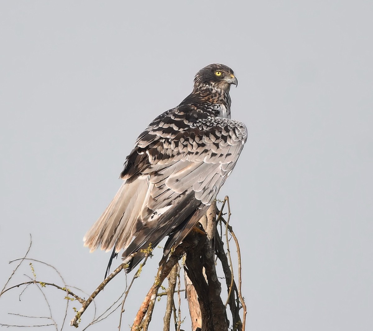 Eastern Marsh Harrier - ML516988311