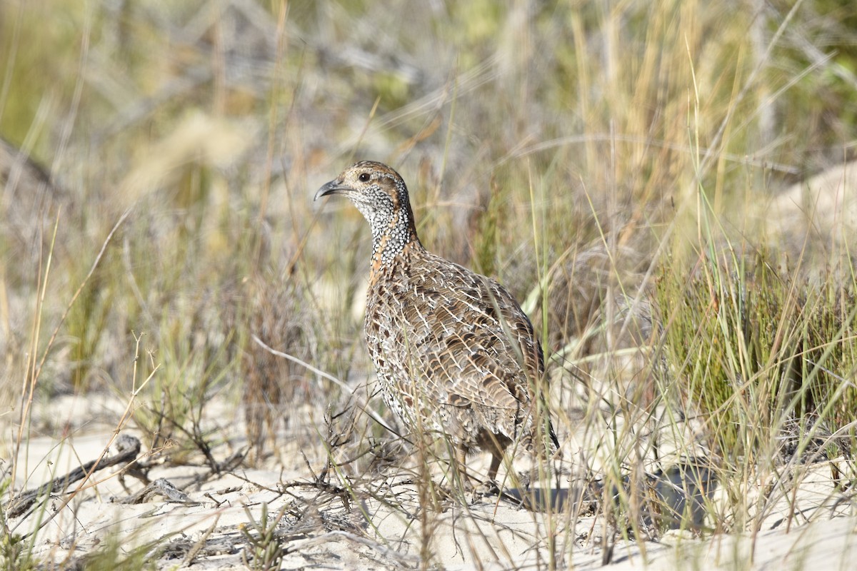 Gray-winged Francolin - ML516989171