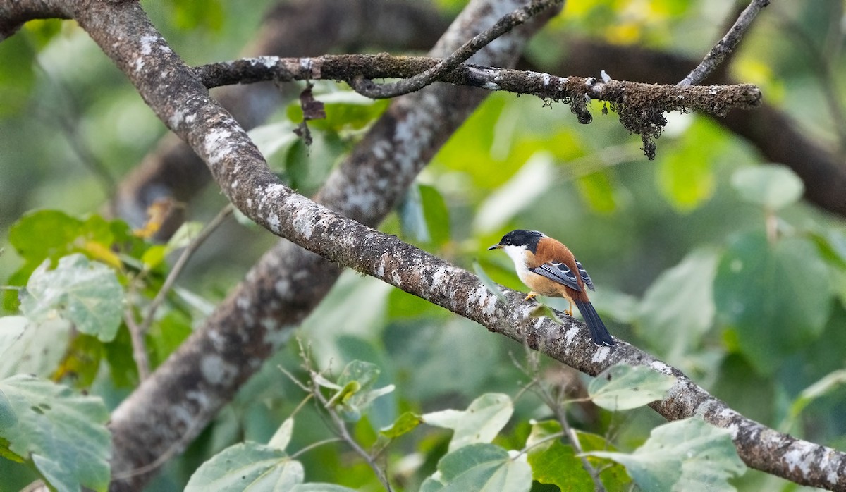 Rufous-backed Sibia - Dolly Bhardwaj