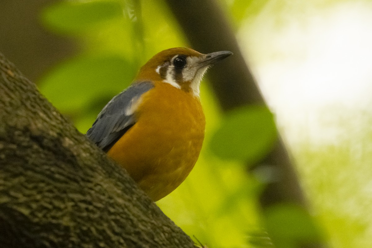 Orange-headed Thrush (White-throated) - ML516991251