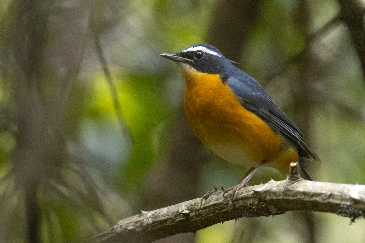 Indian Blue Robin - ML516991281