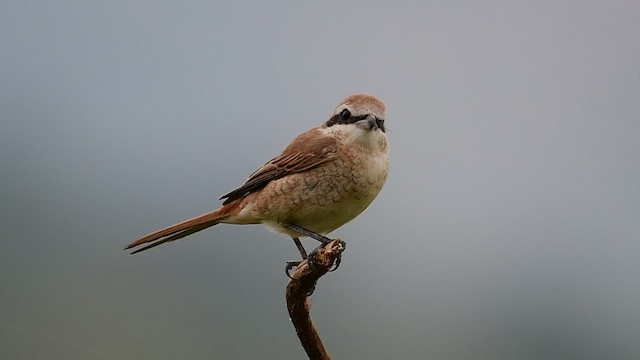 Brown Shrike - ML516991361