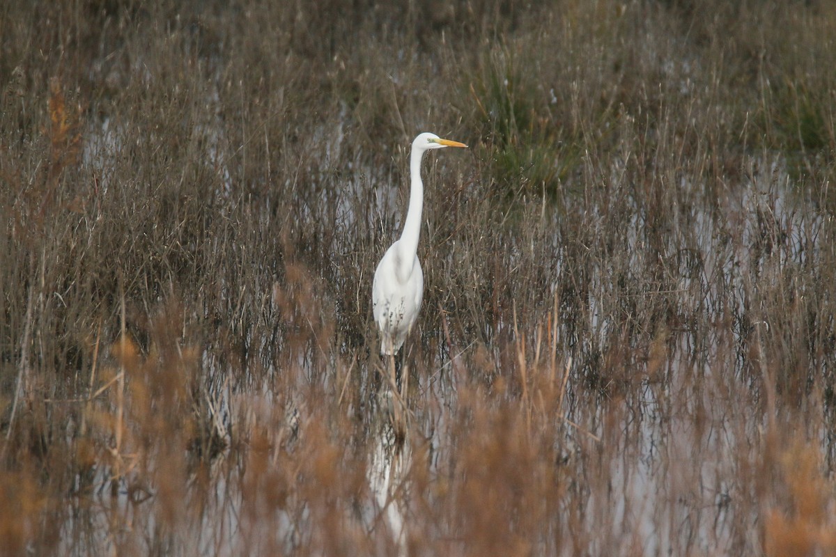 Great Egret - ML516993041