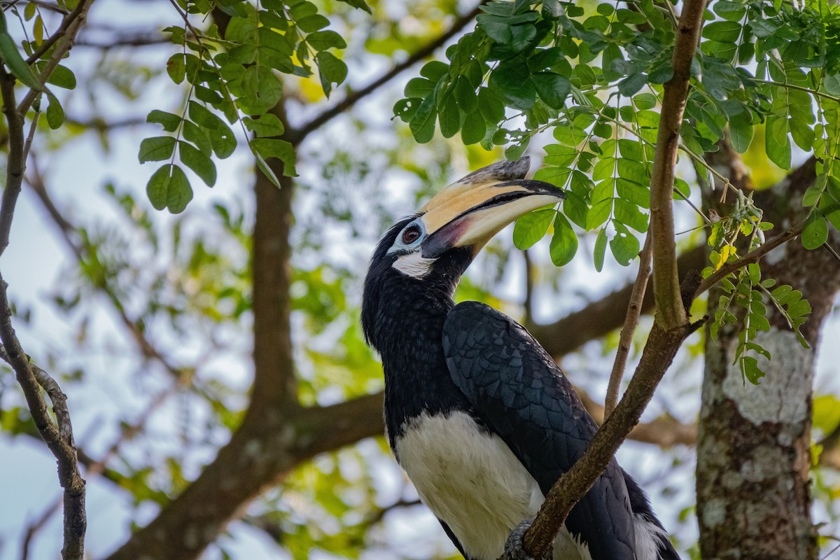 Oriental Pied-Hornbill - Timothy Liu