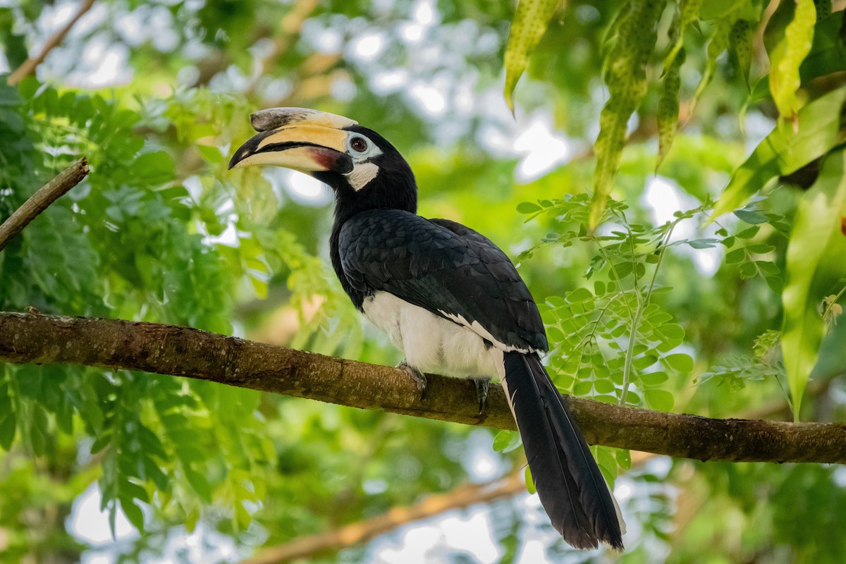 Oriental Pied-Hornbill - Timothy Liu