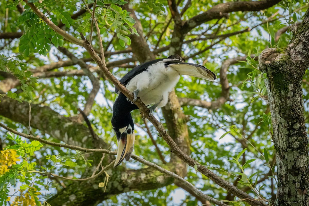 Oriental Pied-Hornbill - Timothy Liu