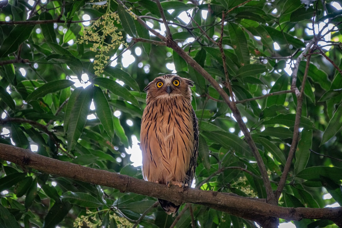 Buffy Fish-Owl - ML516993361