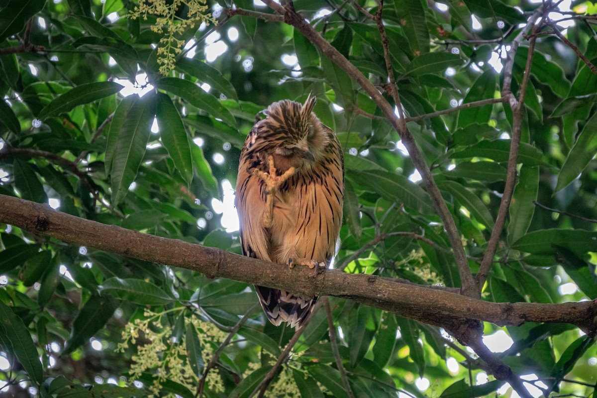 Buffy Fish-Owl - ML516993371