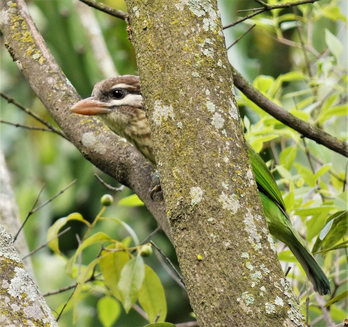 barbet bělolící - ML516993501
