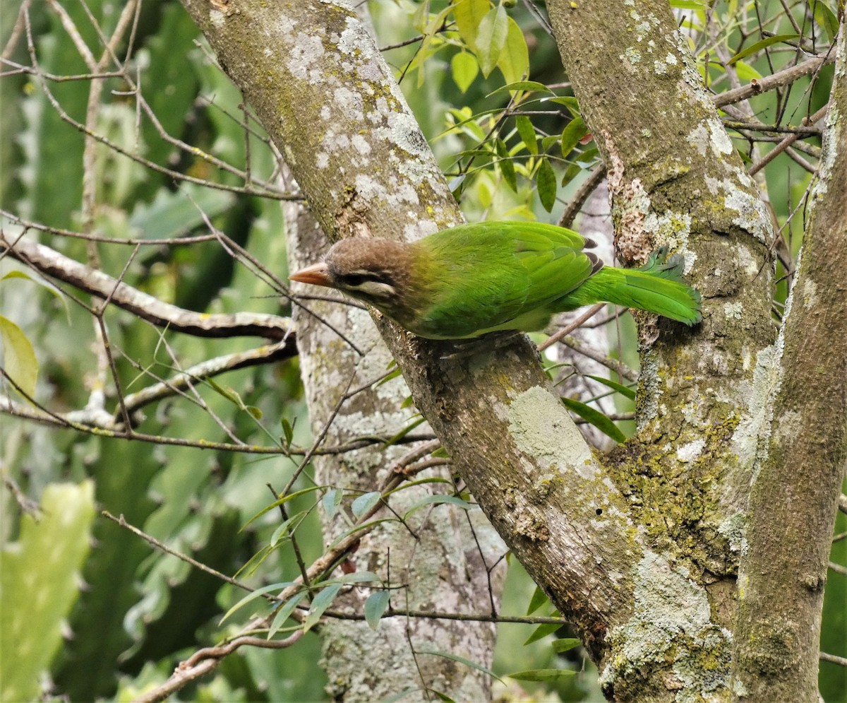 barbet bělolící - ML516993511