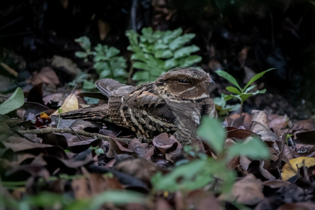 Large-tailed Nightjar - ML516993601